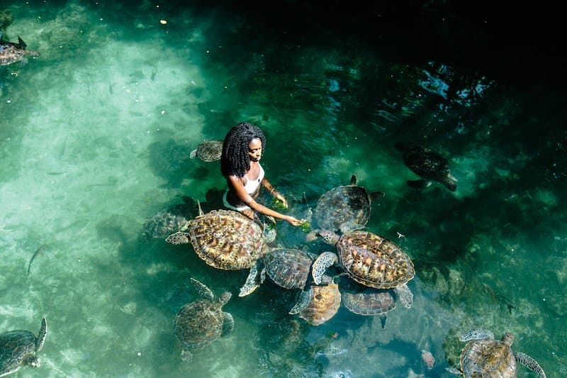 Bagno con le tartarughe marine a Zanzibar