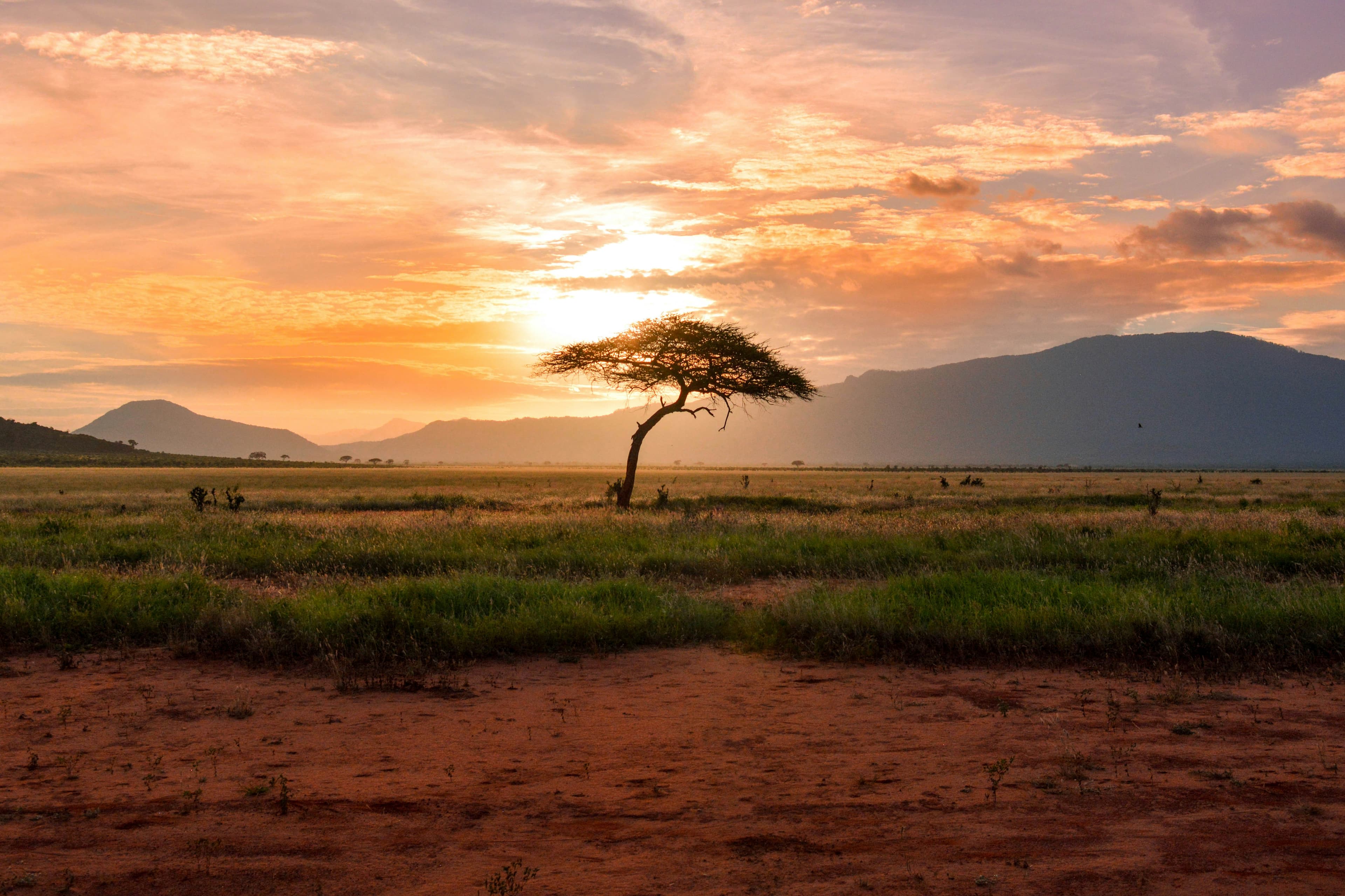 Tour sud Zanzibar: Jozani Forest e Kizimkazi