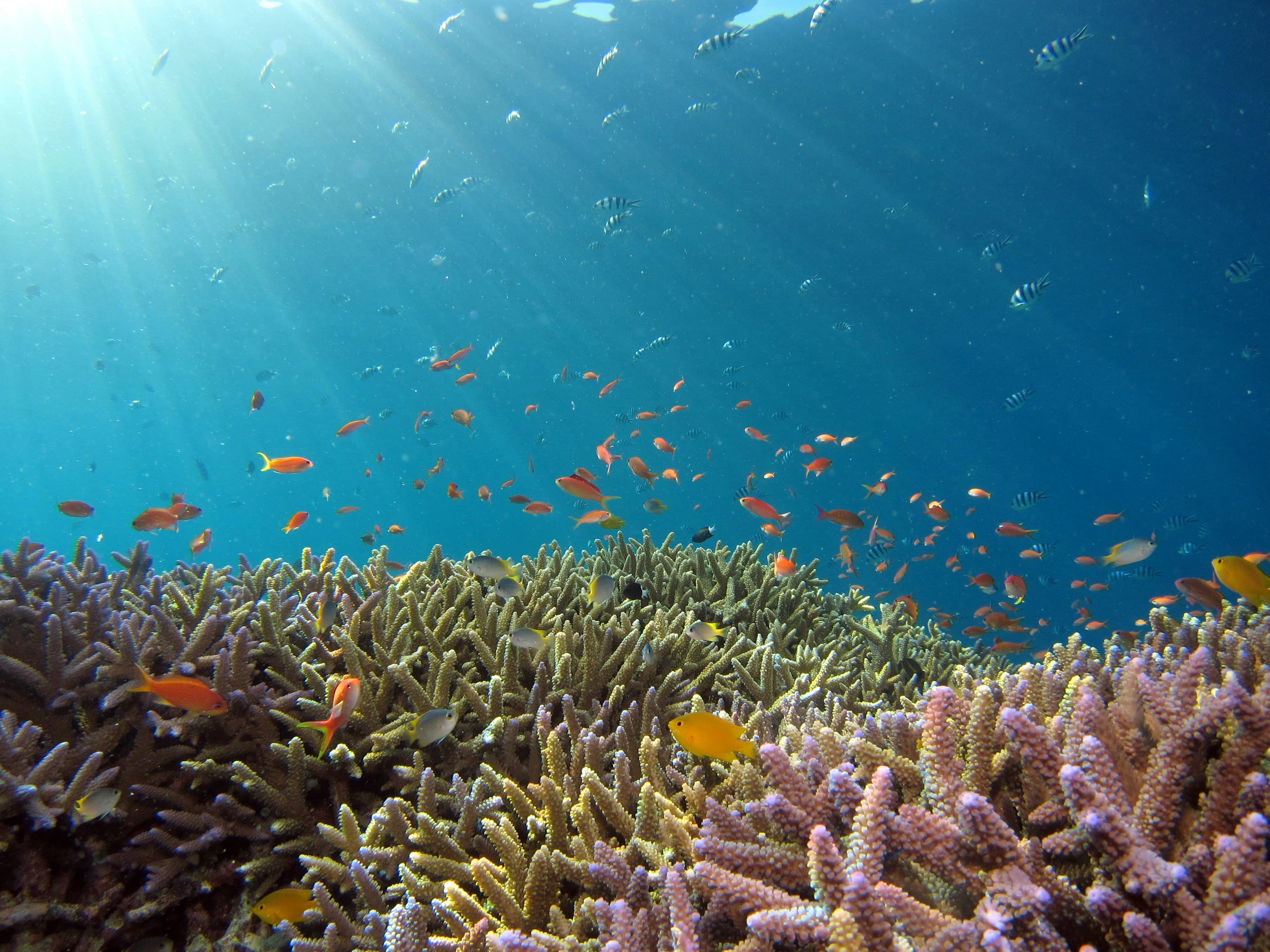 Escursione tartarughe marine a Nungwi, Zanzibar
