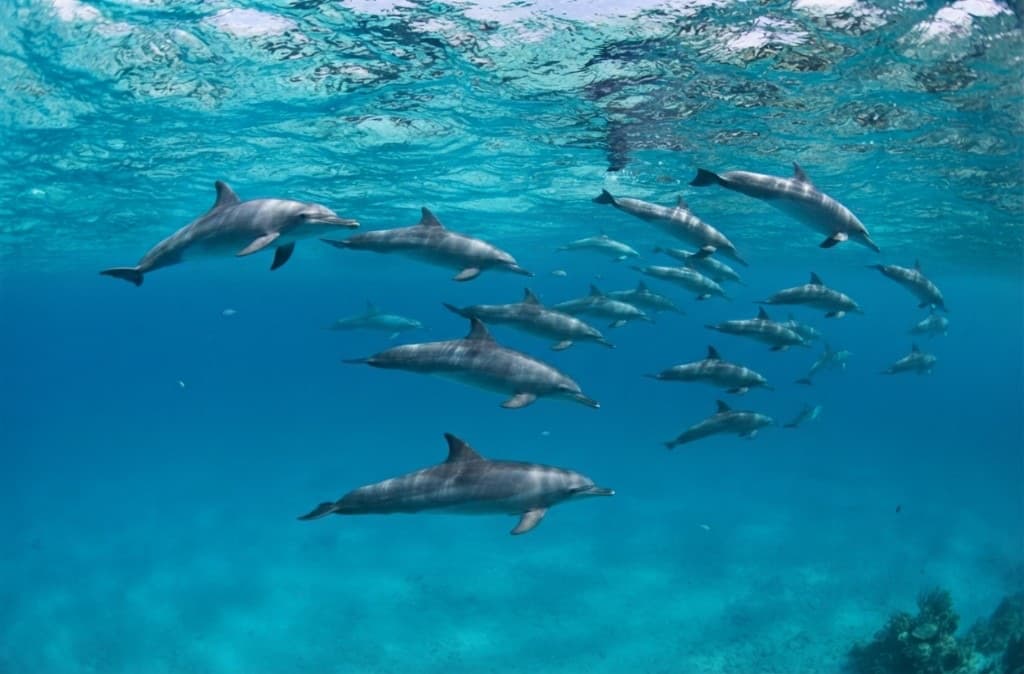 Delfini in acque turchesi, escursione Mnemba a Zanzibar